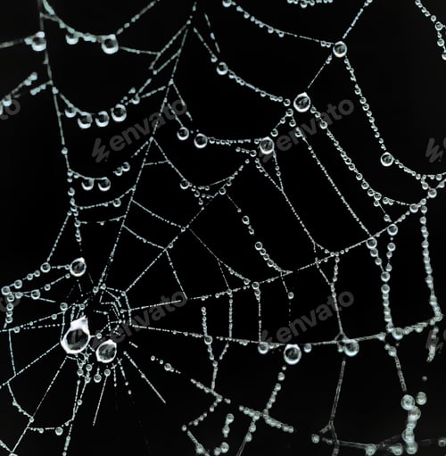 Preview: Closeup of a spiderweb with water droplets against a black background