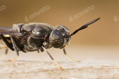 Preview: Detailed closeup on a cosmopolitian species, the black soldier fly, Hermetia illucens