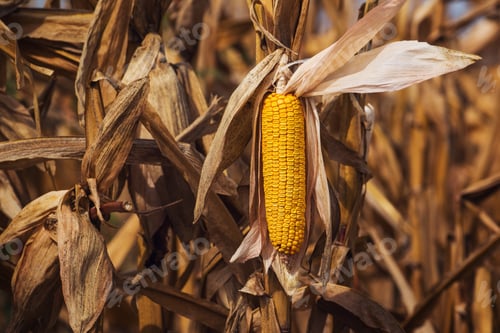 Preview: Ripe yellow ear of corn on the cob