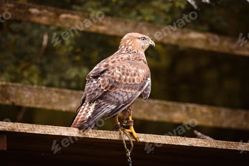 Preview: Closeup of an Altai Falcon chained on a wooden dock in the zoo with a blurry background