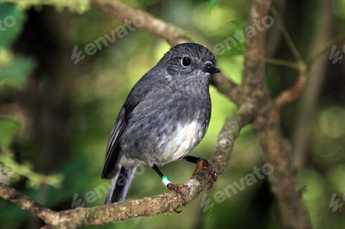 Preview: Karori Wildlife Sanctuary, New Zealand