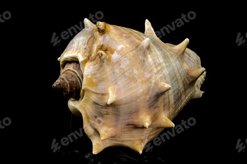 Preview: Melongena bispinosa Seashell on a black background