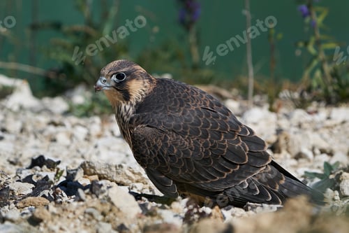 Preview: Peregrine falcon (Falco peregrinus)