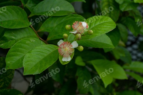 Preview: Sea poison, Barringtonia asiatica, species of Barringtonia native to mangrove habitats