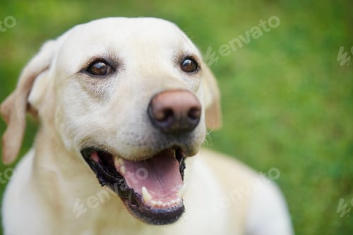 Preview: Portrait of young cute dog on medaow