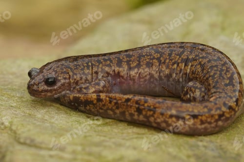 Preview: Closeup on a colorful Japanese Hida streamside salamander, Hynobius kimurae sitting on a stone