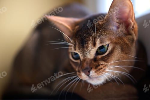 Preview: cat
