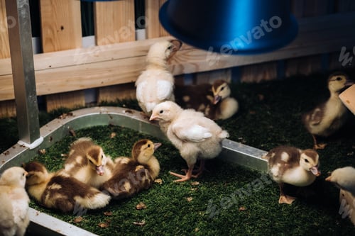 Preview: Small chickens and ducklings bask on the grass under a lamp in the yard