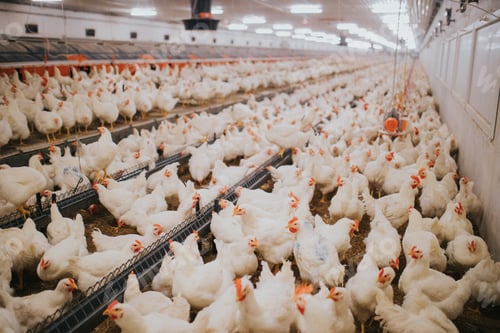 Preview: Selective focus shot of indoors chicken farm, chicken feeding
