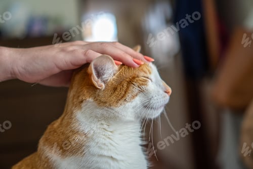 Preview: Woman gently petting a serene ginger and white cat