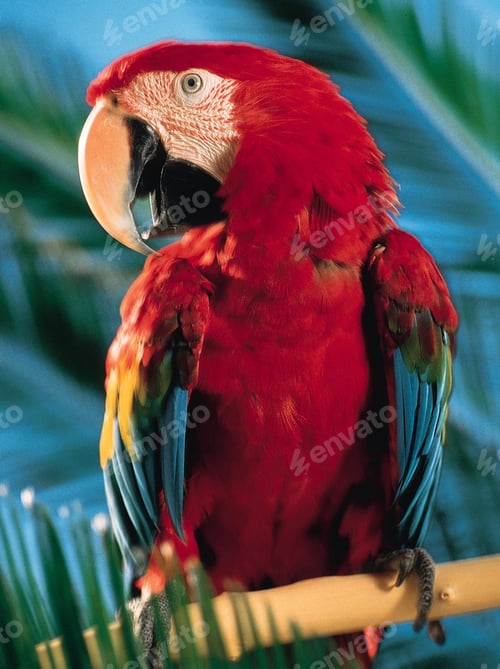 Preview: bird, parrot, Scarlet, Macaw