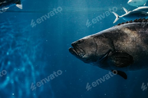 Preview: A grouper fish underwater