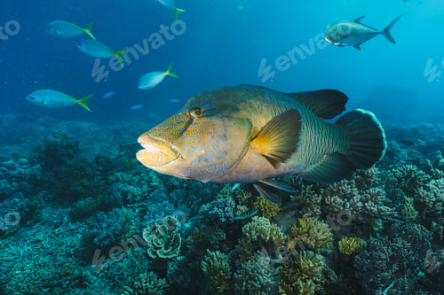 Preview: Cheilinus undulatus, maori wrasse humphead fish in australia
