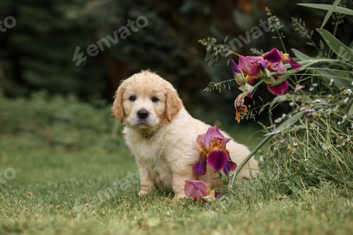 Vista previa: Small puppy dog golden retriever in the park on green grass with flowers