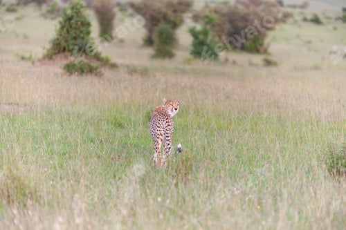 Preview: cheetah