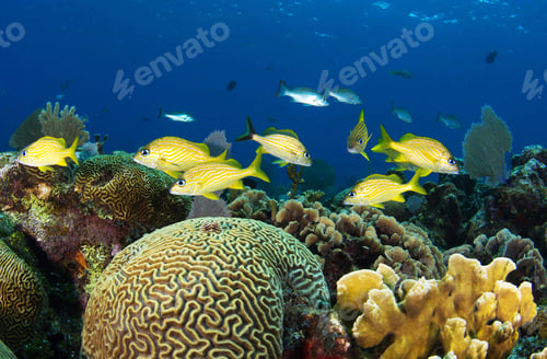Preview: Amazing underwater world, Underwater world scene.
