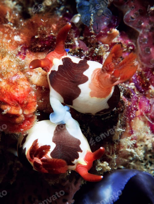 Preview: A Magical and Creative Indonesia underwater pictures