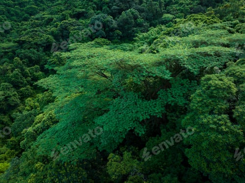 Preview: Aerial view royal poinciana or flamboyant tree (Delonix regia) in summer