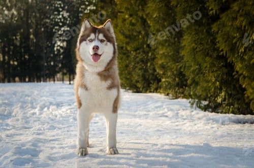Preview: Siberian husky in snowy forest, bright winter day
