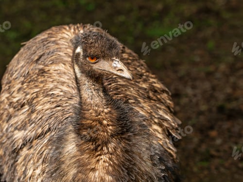 Preview: Portrait an Emu