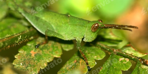 Preview: Grasshopper, Amazonia, Ecuador