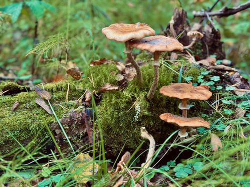 Preview: autumn honey mushroom growing in forest