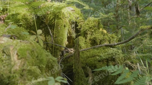 Preview: Old tree stump covered with moss in the coniferous forest, beautiful landscape. Stump with moss in