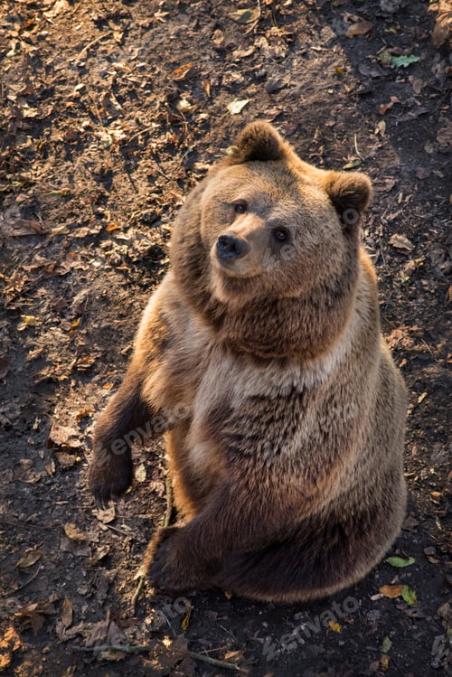 Preview: the bear stands on its hind legs, looking up, a large predator in the autumn forest