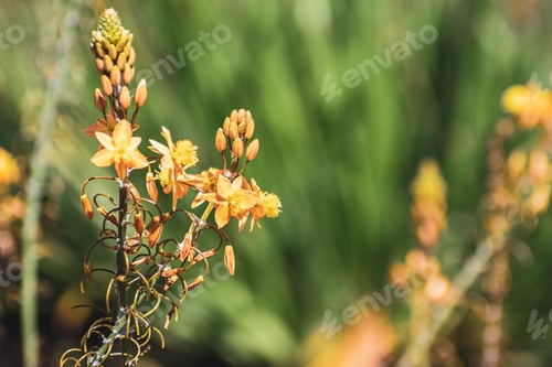Preview: Close up of Narthecium flowers