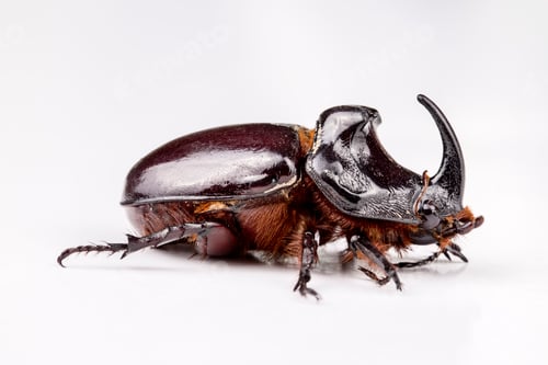 Preview: Oryctes nasicornis on the white background