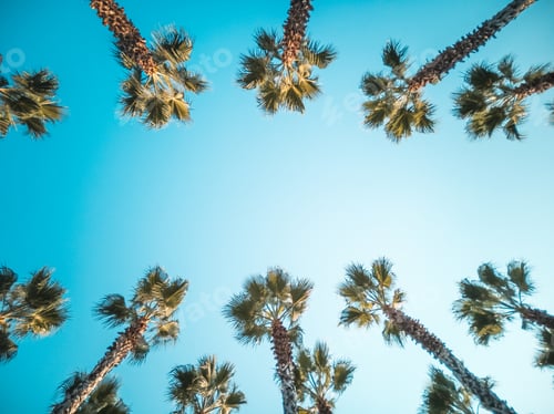 Preview: Beautiful pattern of palm trees with blue sky