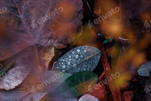 Preview: Selective focus shot of leaves covered with dewdrops