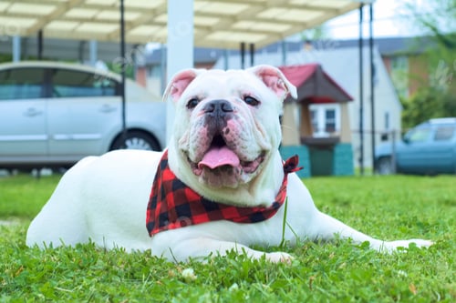 Preview: Cute white Australian bulldog sitting on the green grass during daytime