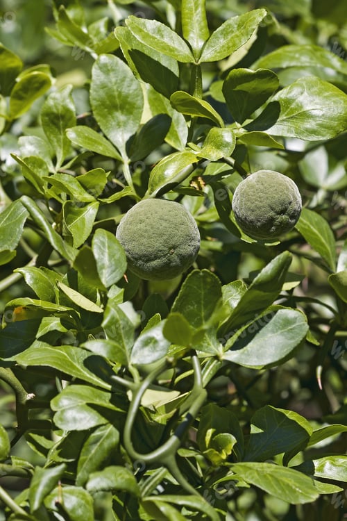 Preview: Trifoliate Citrus (Poncirus Trifoliata). Called Japanese Bitter Orange, Hardy Orange And Chinese