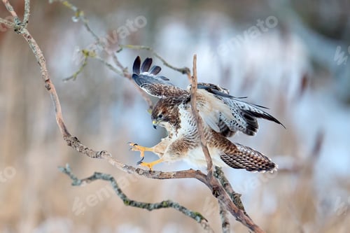 Preview: Common buzzard (Buteo buteo)