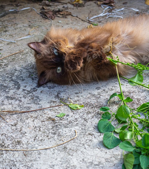 Preview: Drunk cat after playing nettle cat or Acalypha indica or catnip on the floor.