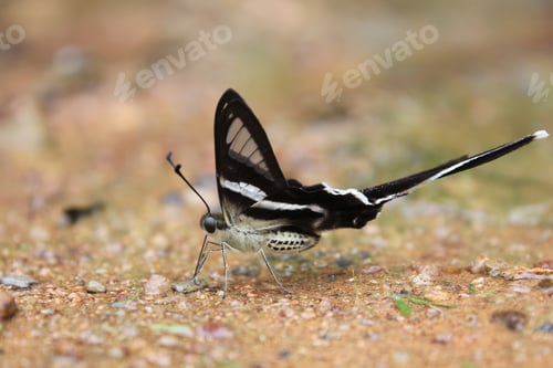 Preview: The White Dragontail Lamproptera butterfly