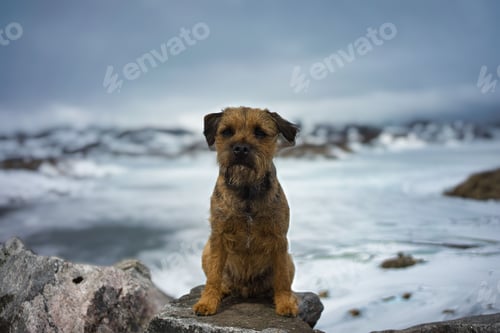 Preview: Small brown dog sitting on a rock with a snowy landscape in the background