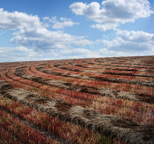 Preview: Buckwheat field after harvest, radially twisted strips of mown buckwheat stubble