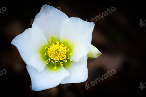 Preview: Helleborus niger white flower