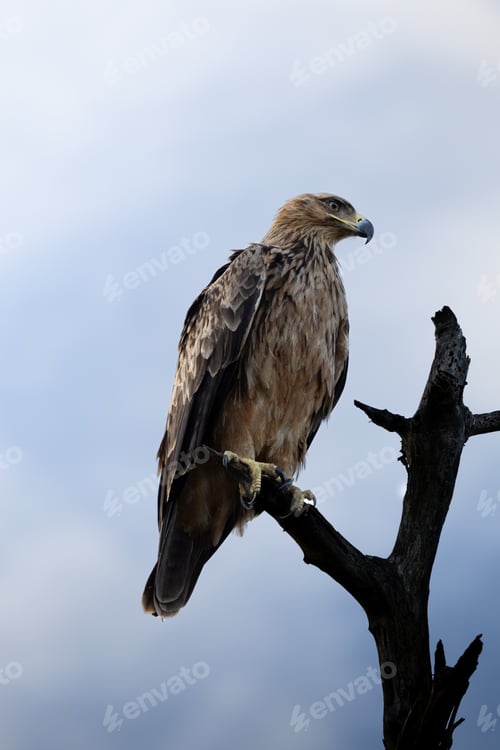 Preview: Tawny eagle, Aquila rapax, perched on a branch, looking out.