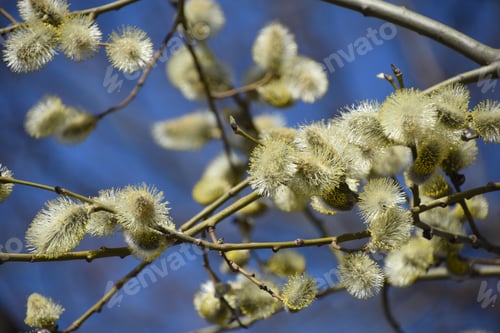 Preview: Beautiful spring background of blooming branches of willow