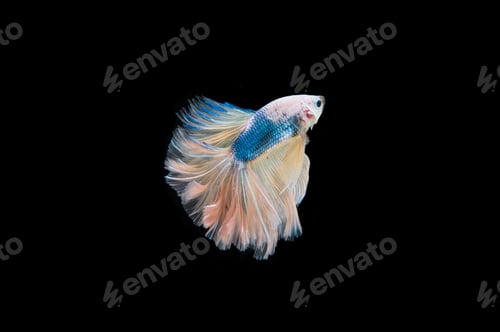 Preview: Beautiful colorful of siamese betta fish