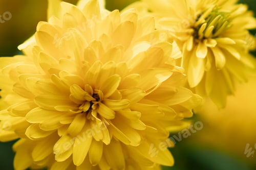 Preview: beautiful yellow flowers close up