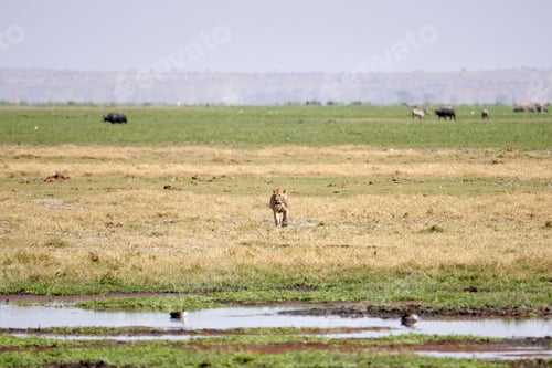 Preview: Majestic lioness strides across the vast African savannah, surrounded by golden fields of tall grass