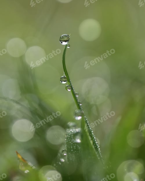 Preview: beautiful dew
