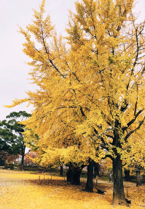 Preview: Ginkgo tree with yellow fall leaves.