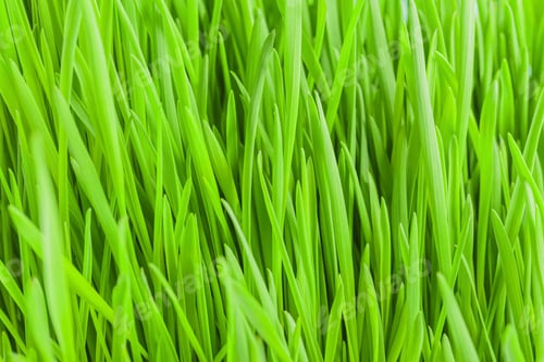 Preview: Fresh spring green grass background