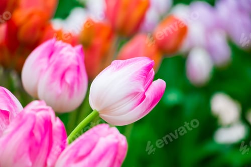Preview: Tulip flower close up. Delicate bud, symbol of spring. Growing tulips at home.
