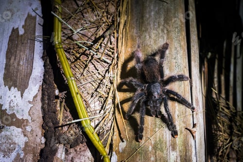 Preview: Peruvian pinktoe Tarantula (Avicularia urticans) at night in Puerto Maldonado Amazon Jungle area, Ta